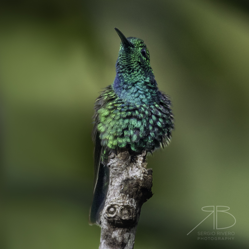 P-Green Mango-Puerto