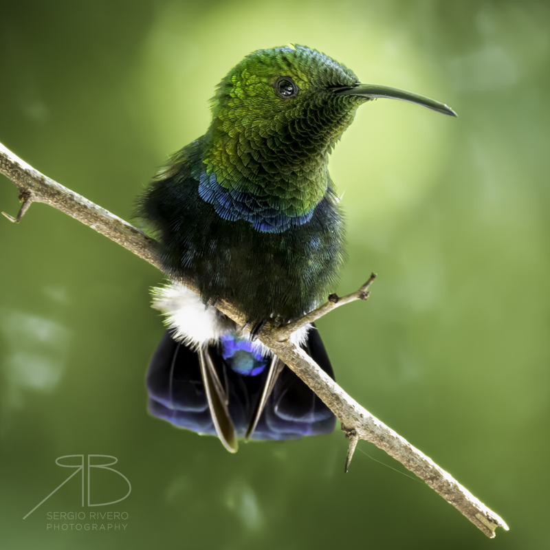P-Green-throated CaribAntigua