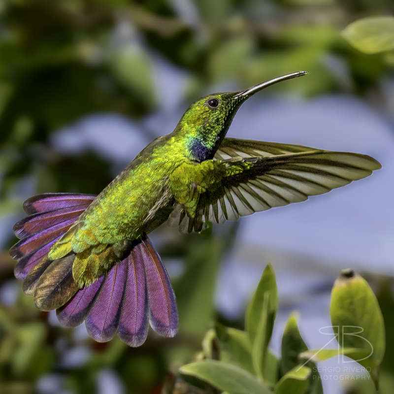 PPH-Puerto Rican Mango-Puerto