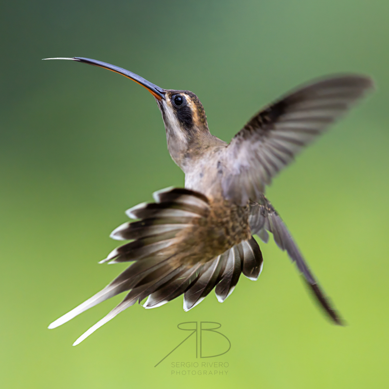 Pale-billed Hermit