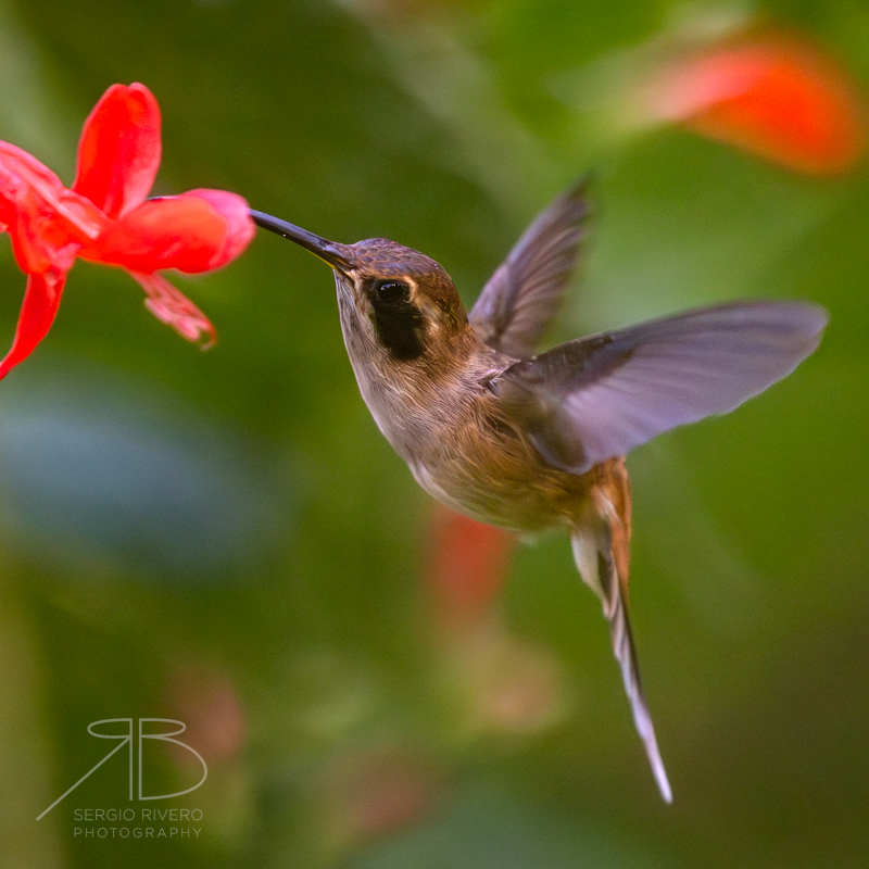 Stripe-throated Hermit