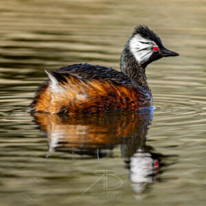 1.White-tufted Grebe