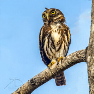 12.Ferruginous Pygmy-owl