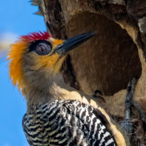9.Golden-cheeked Woodpecker