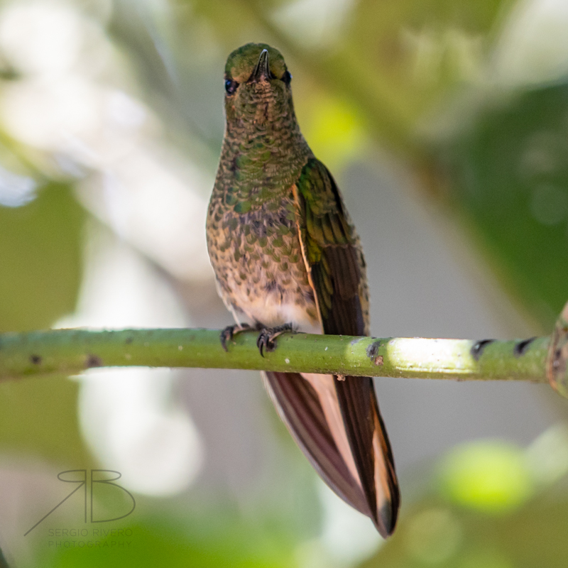 Buff-tailed Coronet-p