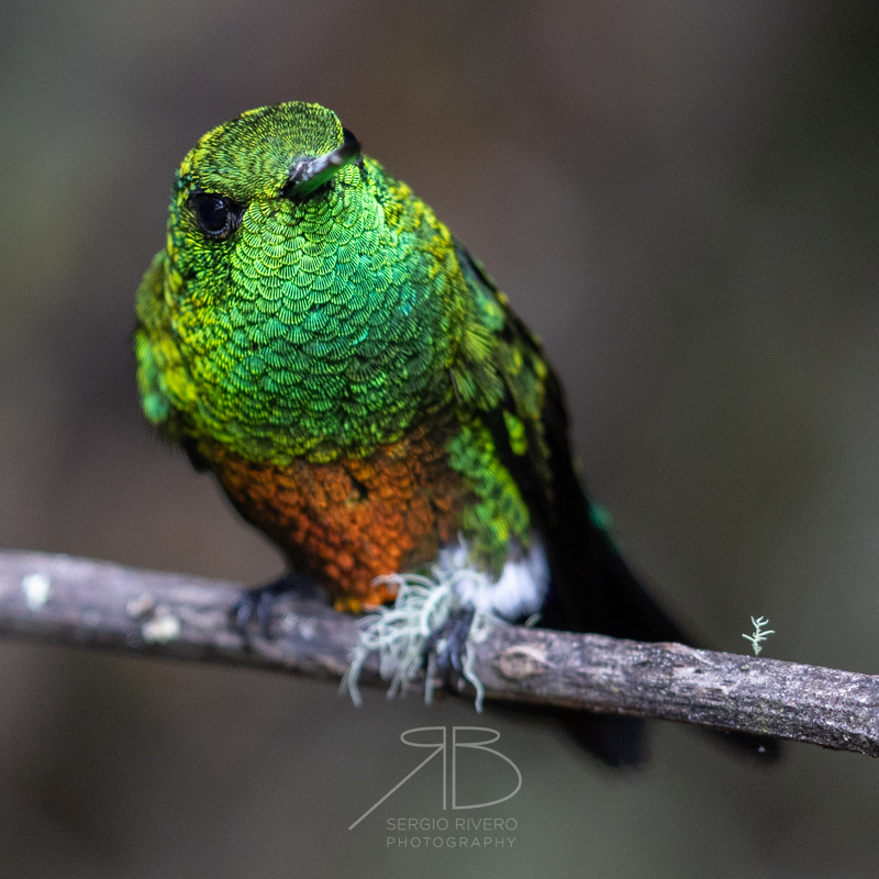 Coppery-bellied Puffleg-p