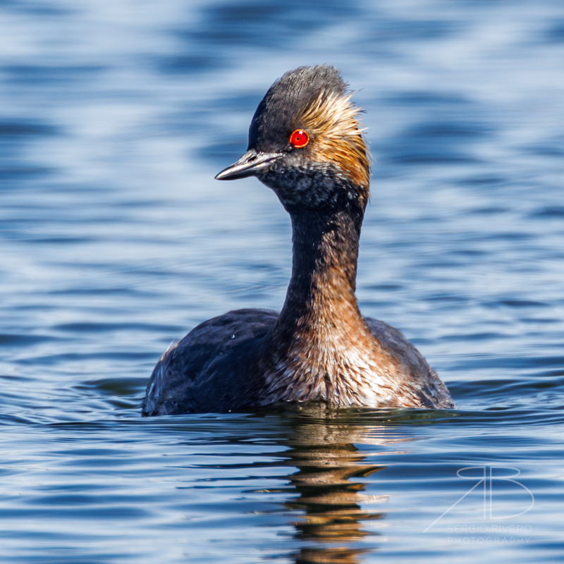 Eared Grebe-p