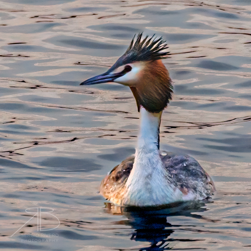 Great Crested Grebe-p