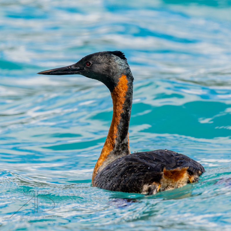 Great Grebe-p