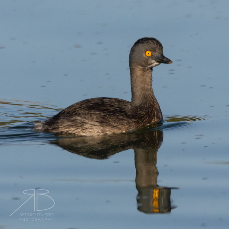 Least Grebe-p