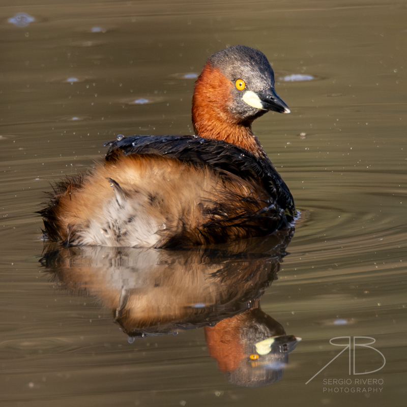 Little Grebe-p