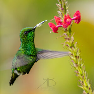 Narrow-tailed Emerald-p