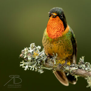 Orange Sunangel 1