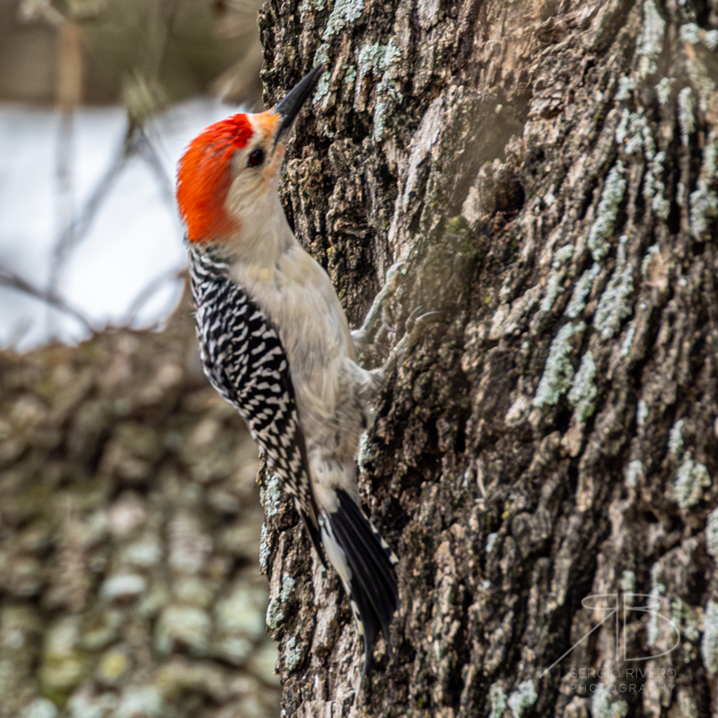 Red-bellied Woodpecker Red-bellied Woodpecker