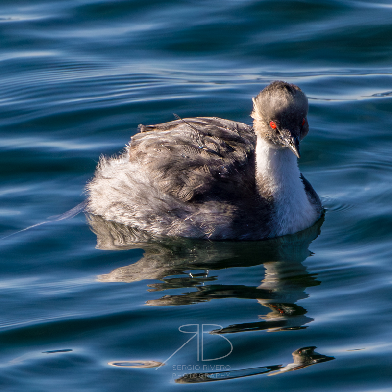 Silvery Grebe-p