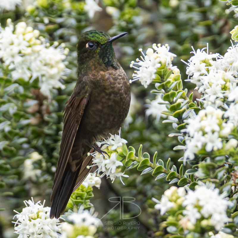Tyrian Metaltail-p