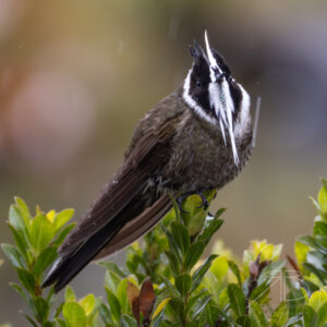 White-bearded Helmetcrest-p